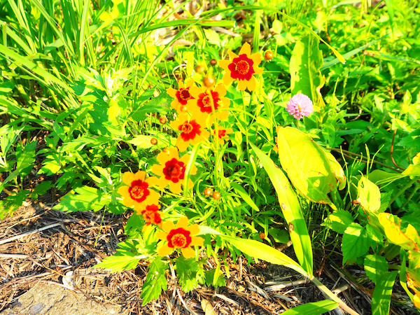 道端のお花や草木に目を向ける時間も非日常感たっぷりです