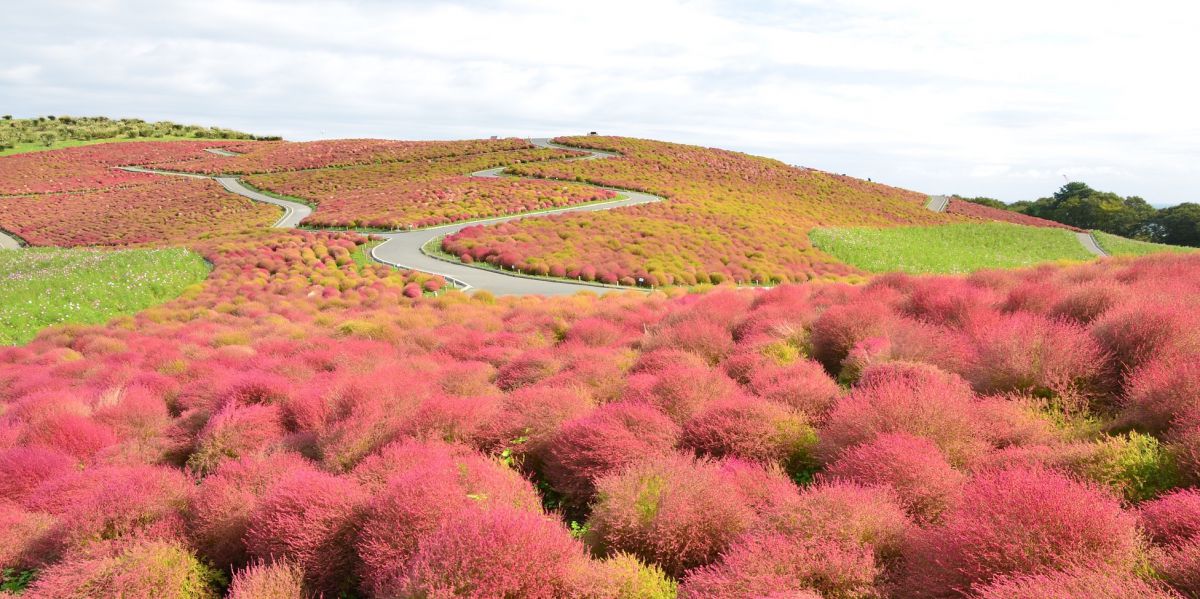 「ひたち海浜公園」の秋の絶景！今年のおすすめは奇跡の「グラデーションコキア」