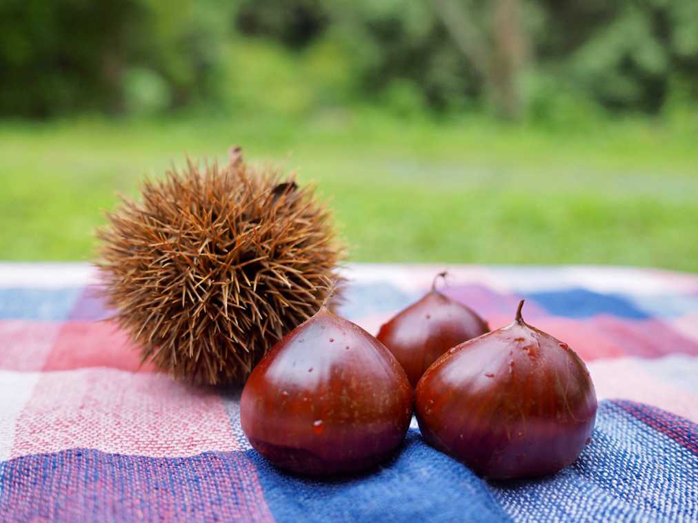 9月1日~9月30日のるるぶ&more.人気記事ランキングTOP10