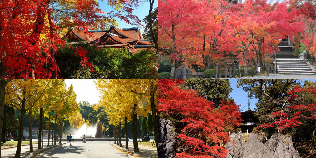 関西のフォトジェニックな紅葉名所～おすすめランキング2025～