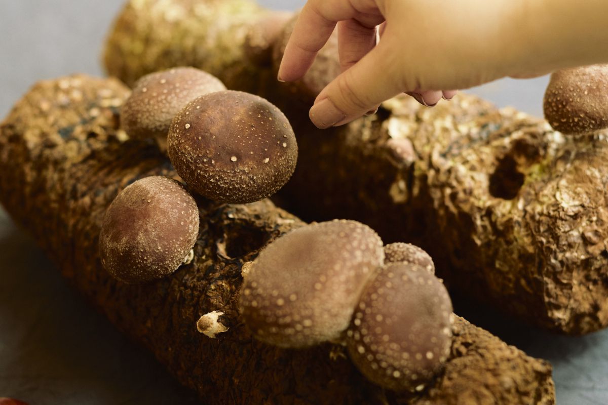 日程:10月17日(土)・18日(日)・24日(土)・25日(日) 価格:しいたけ収穫体験800円、有機菌床自宅栽培セット2000円