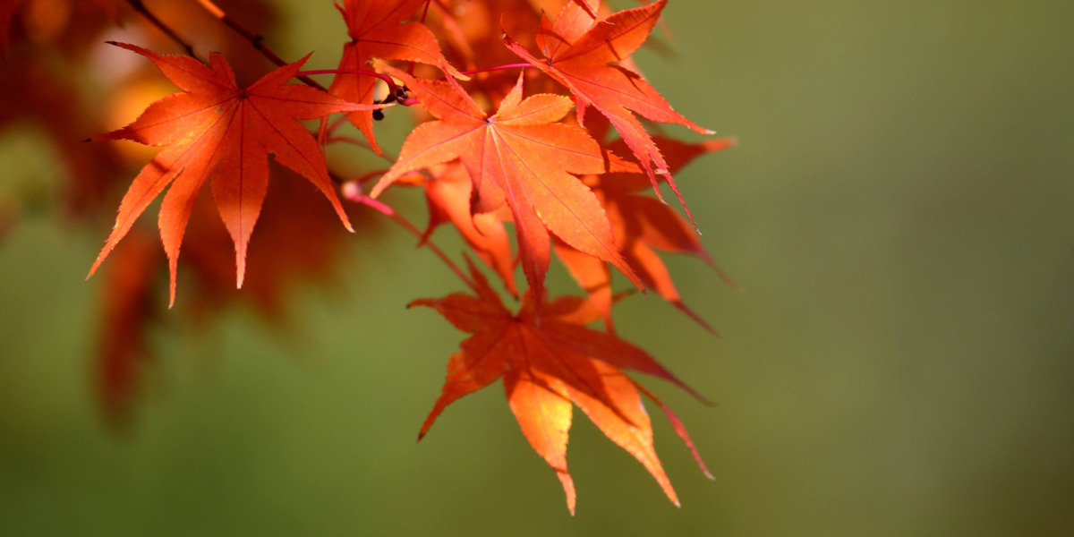 長崎県でおすすめの紅葉名所～見頃などの2025年情報～