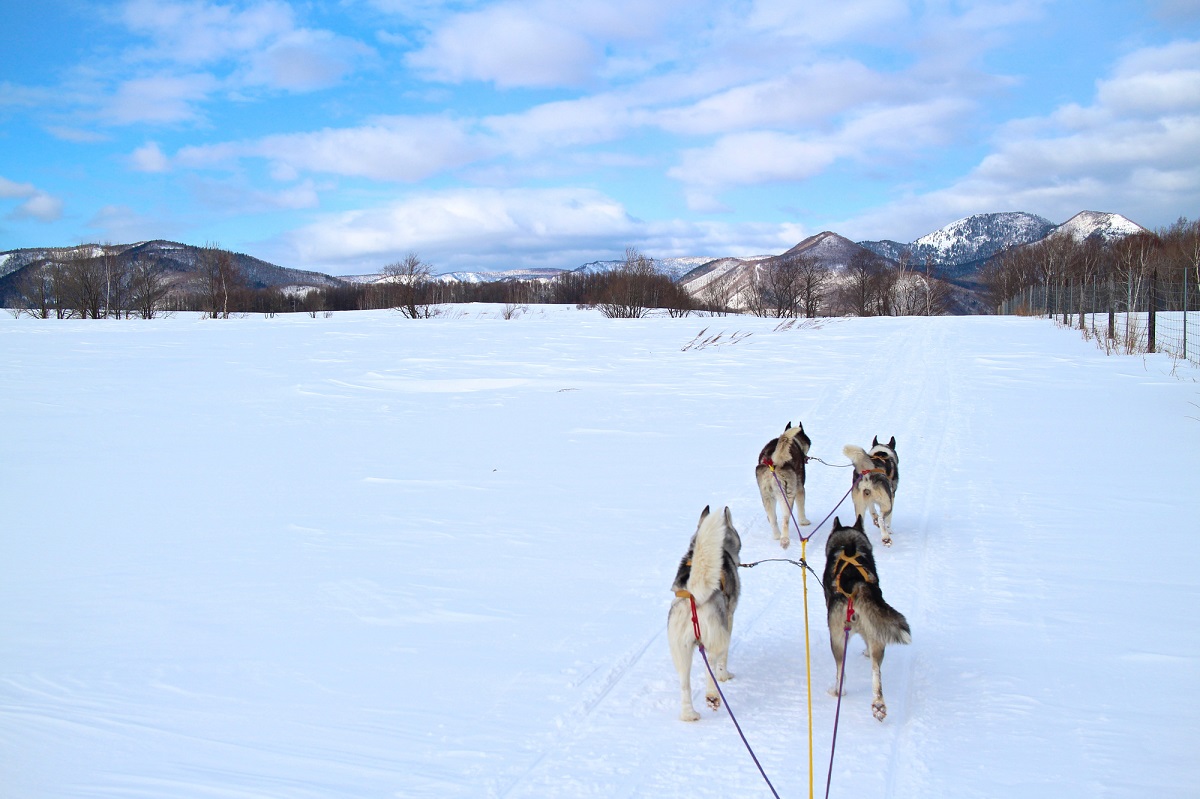 北海道犬ぞり