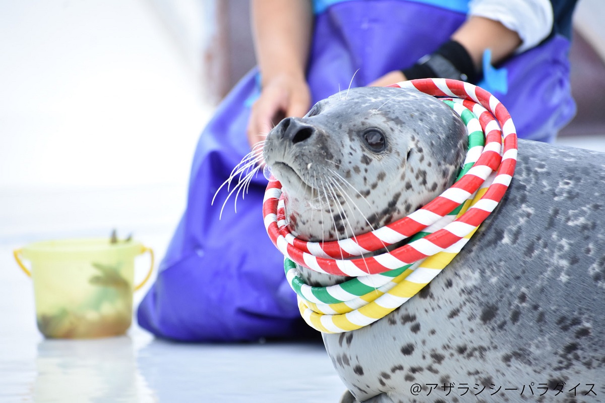 北海道アザラシ