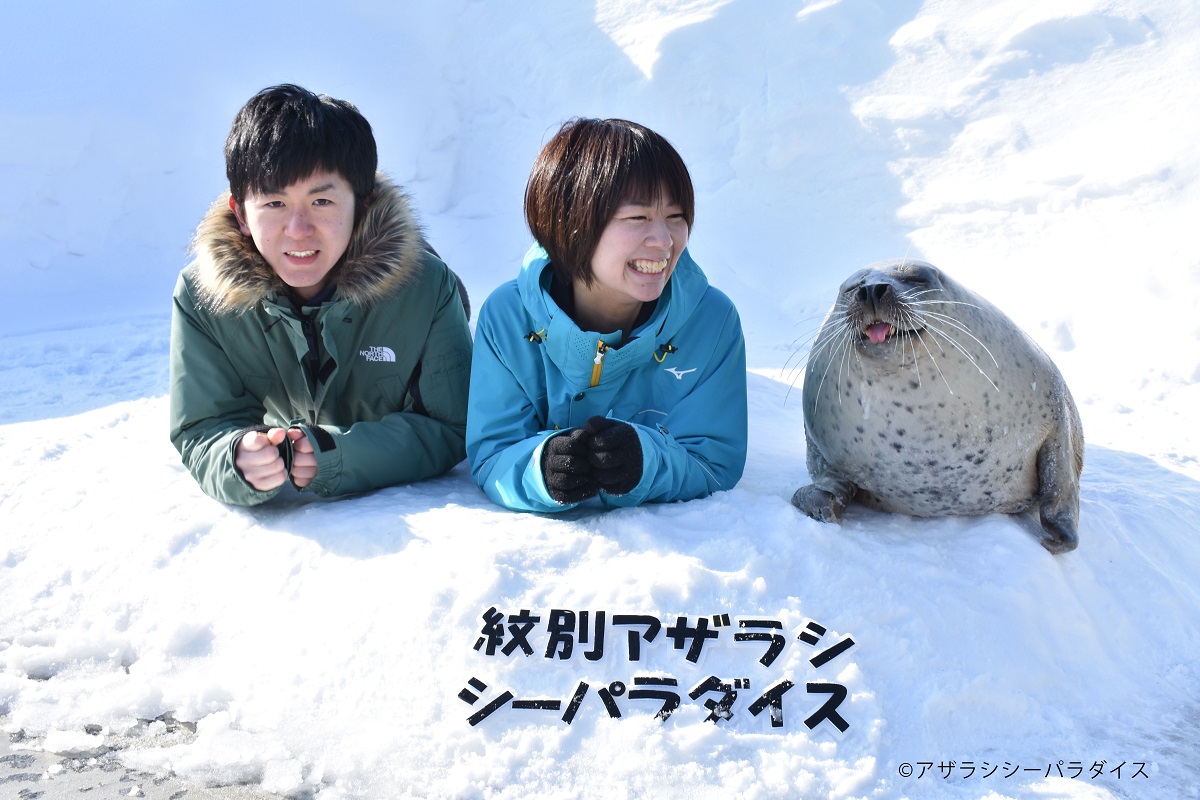 北海道アザラシ