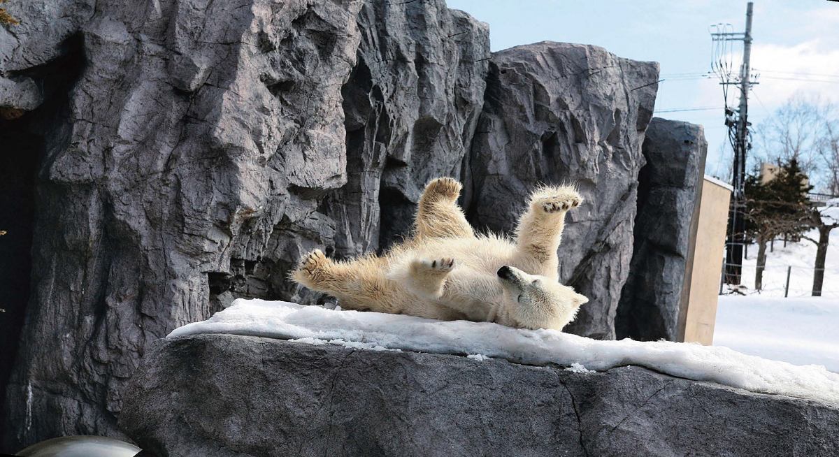旭山動物園