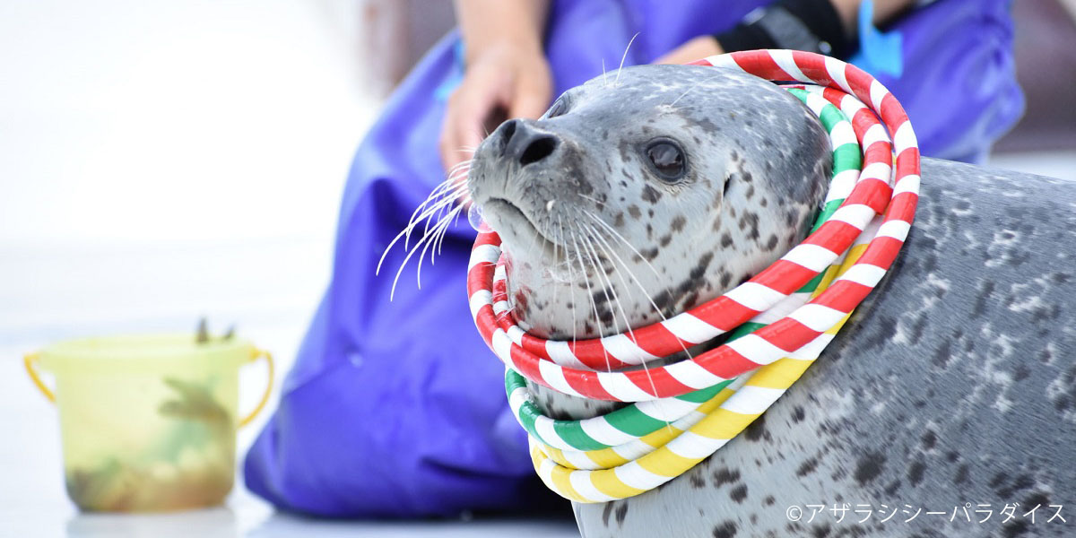 いきものたちとの触れ合い体験 北海道で癒され冬のアクティビティ るるぶ More