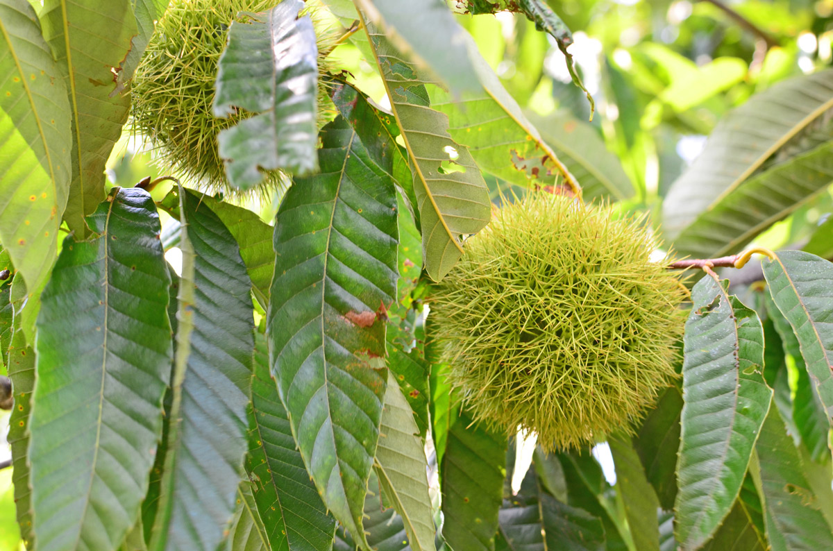 笠間の栗イメージ　画像提供：PIXTA