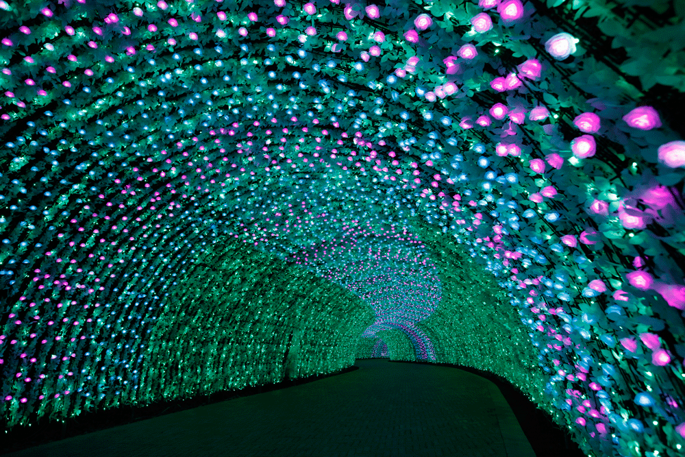 100mの光のトンネル「バラ」