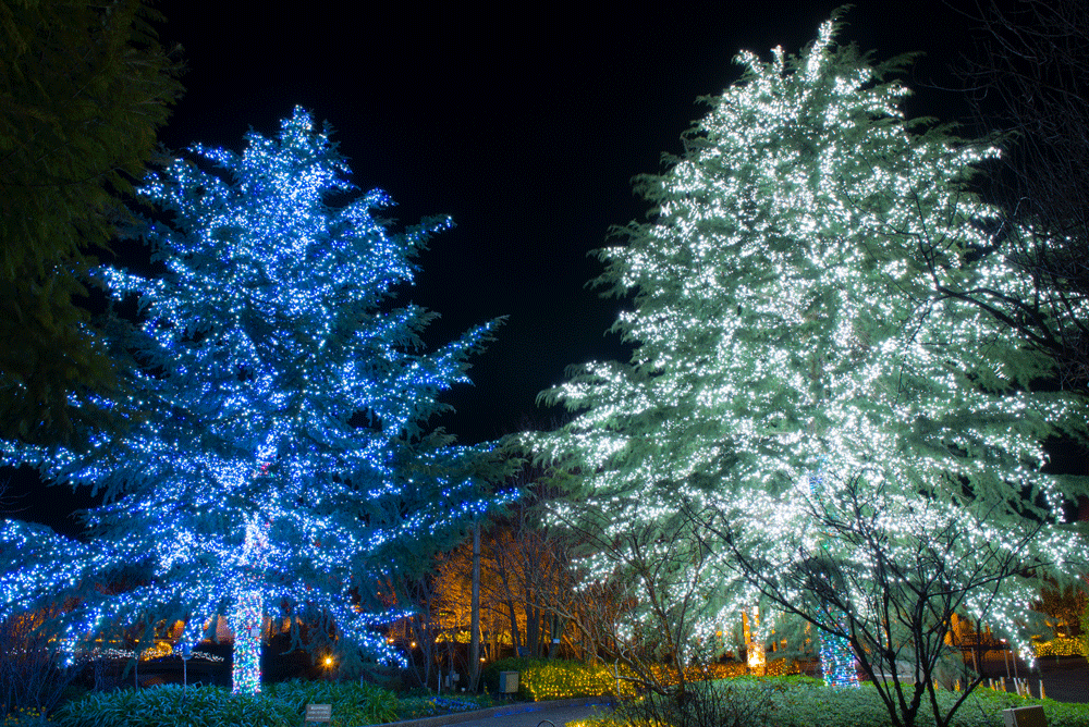 「ツインツリー」