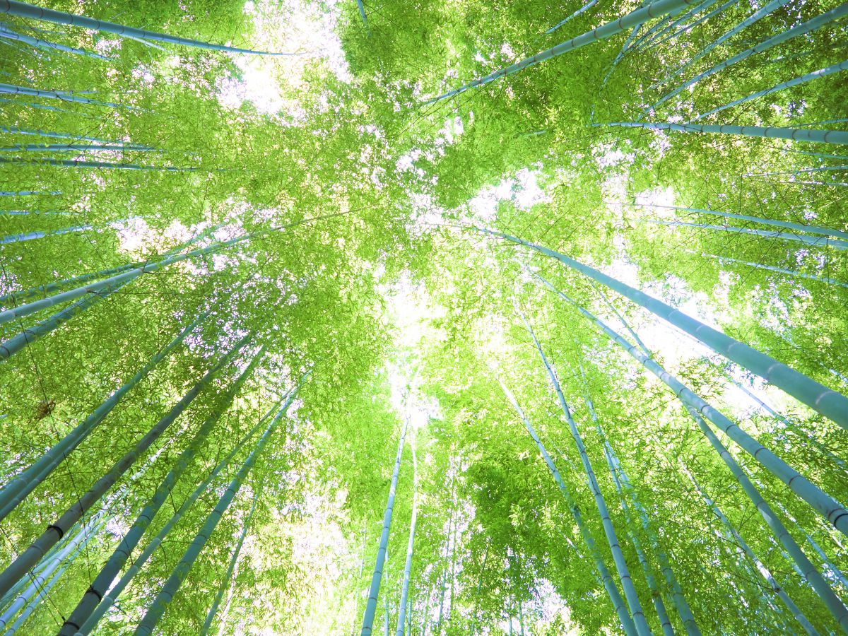 天高くのびる孟宗竹（モウソウチク）。高いものでは25mにも及ぶそう