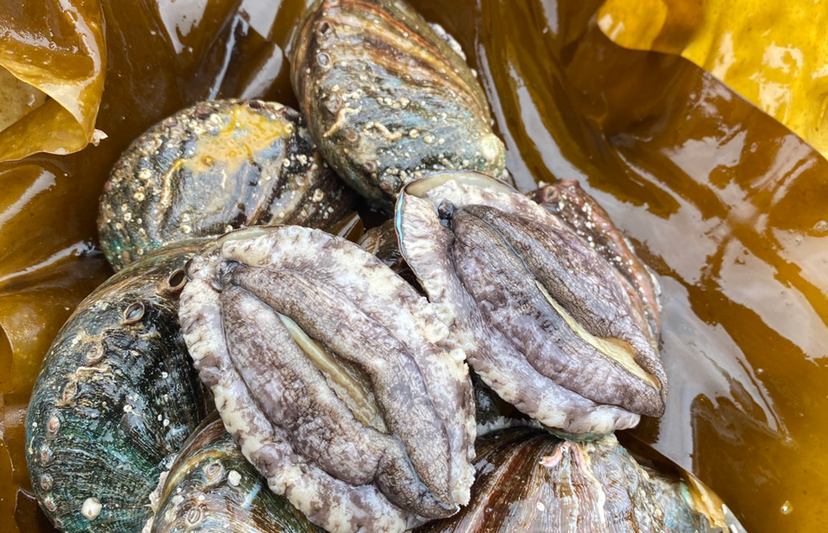 「アワビ」北海道奥尻町