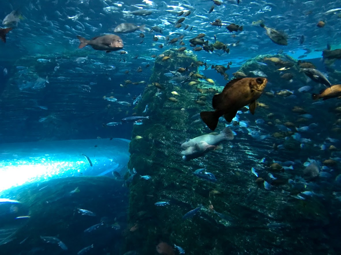 日本初となるサケとブリの混合水槽。