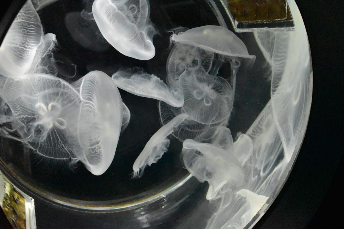 幻想的なクラゲ