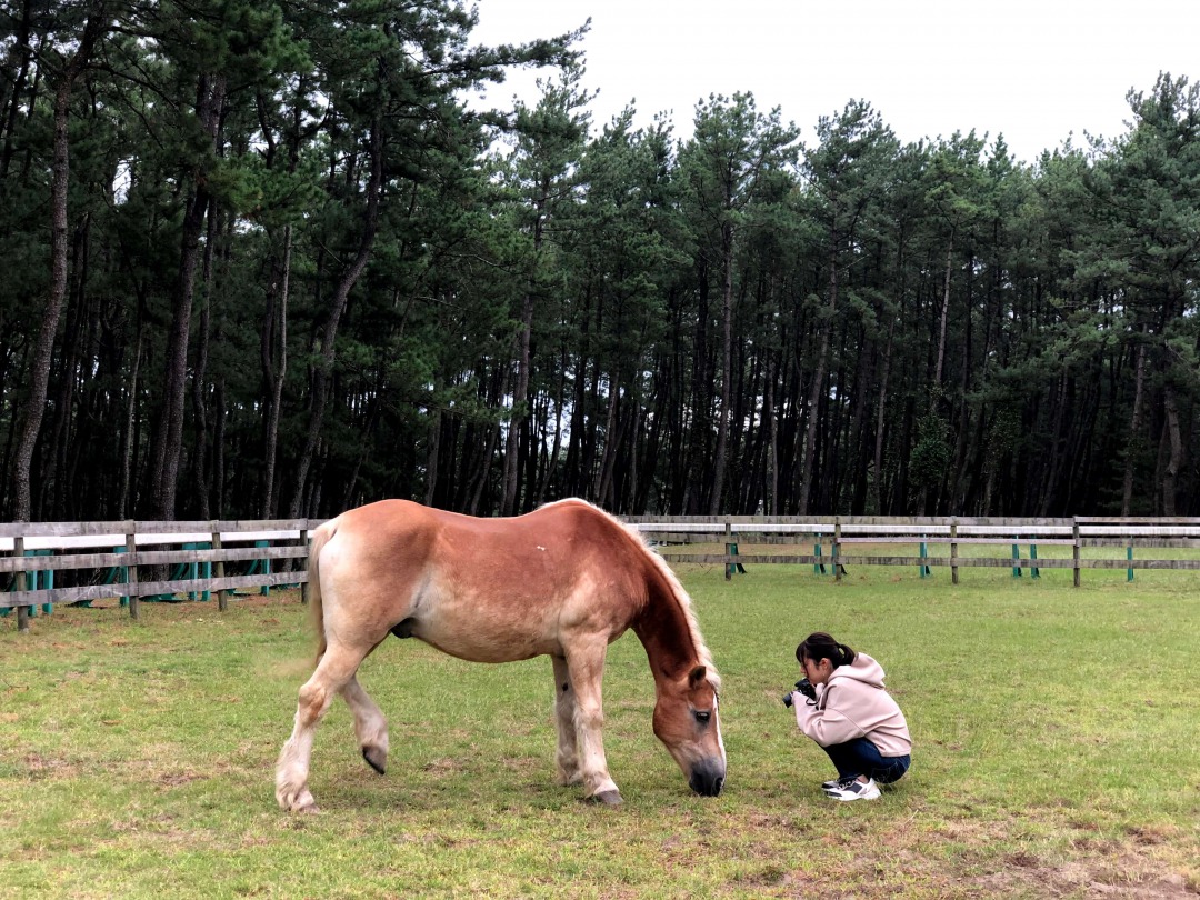 お馬さんと触れ合えるアクティビティも!
