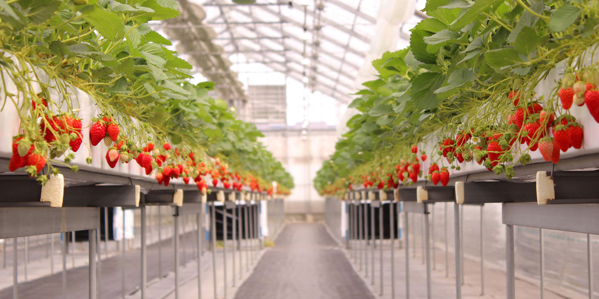 大阪府でおすすめのいちご狩り21 時期 12月 6月 食べ放題も人気 るるぶ More