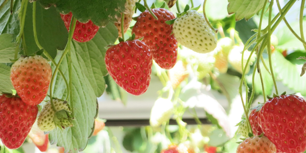 島根のいちご狩りおすすめスポット（2025年最新版） 安くて人気の食べ放題もご紹介！