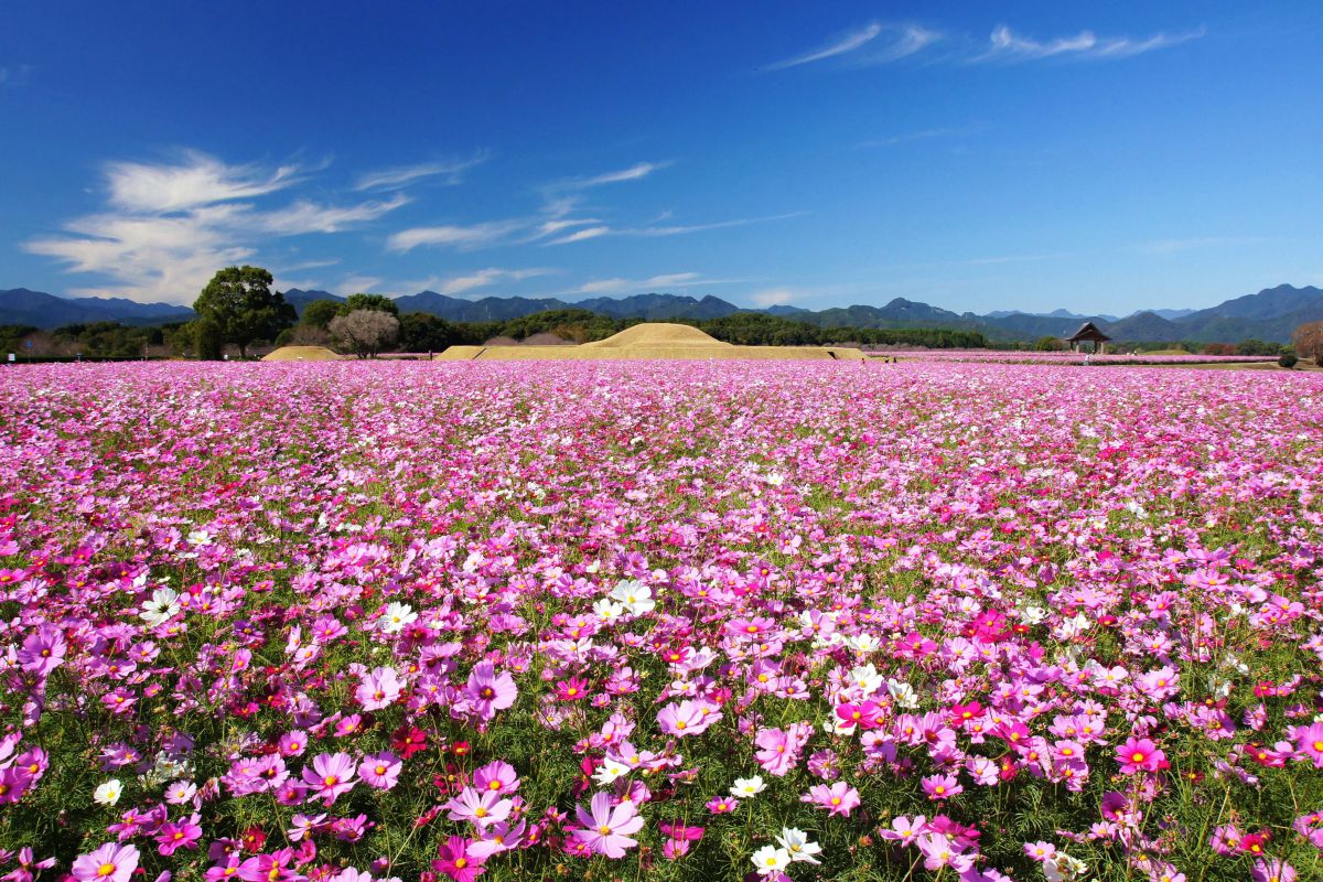 開放感あふれる場所でリフレッシュ体験！みやざきの農泊をご紹介！