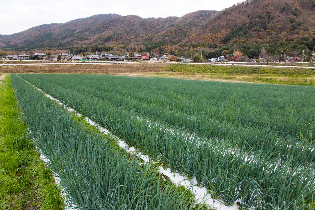 九条ネギ　西陣屋
