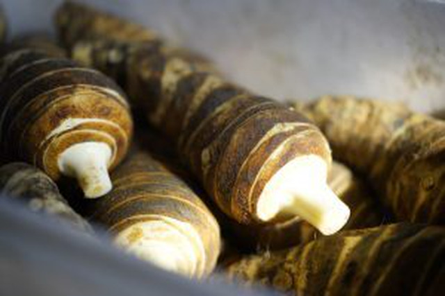 京野菜　えびいも　金時にんじん　聖護院だいこん