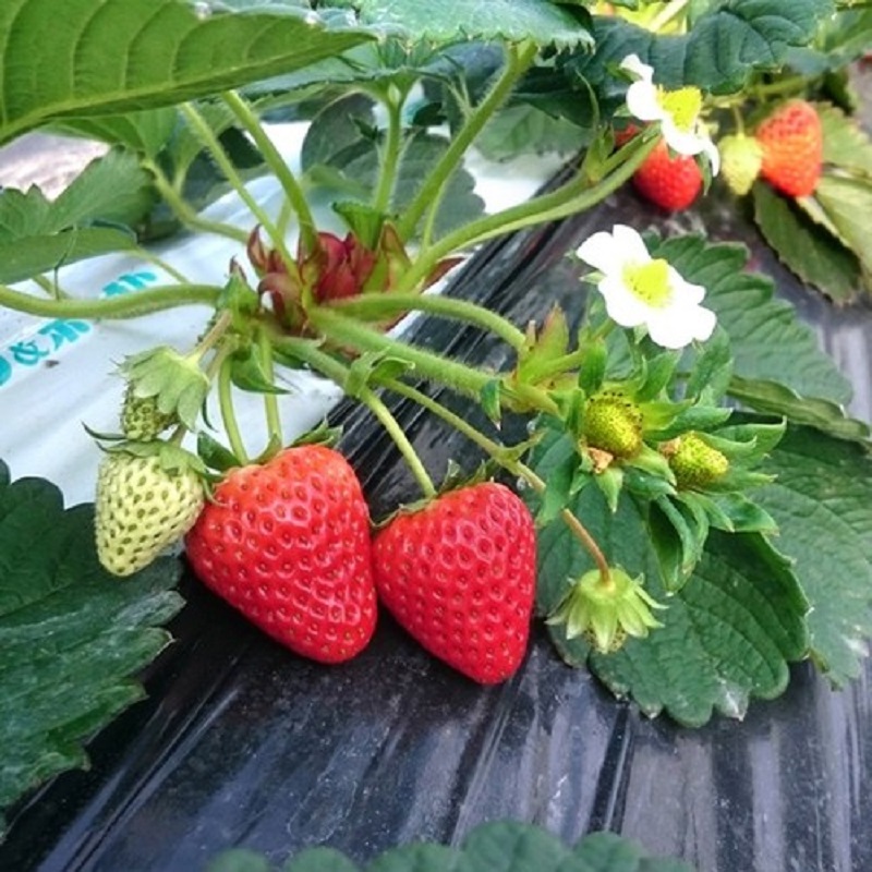 旬の苺　京の雫　予約販売＜京都八幡市ブレンドファーム渋谷農園＞ 4000円（送料込み）