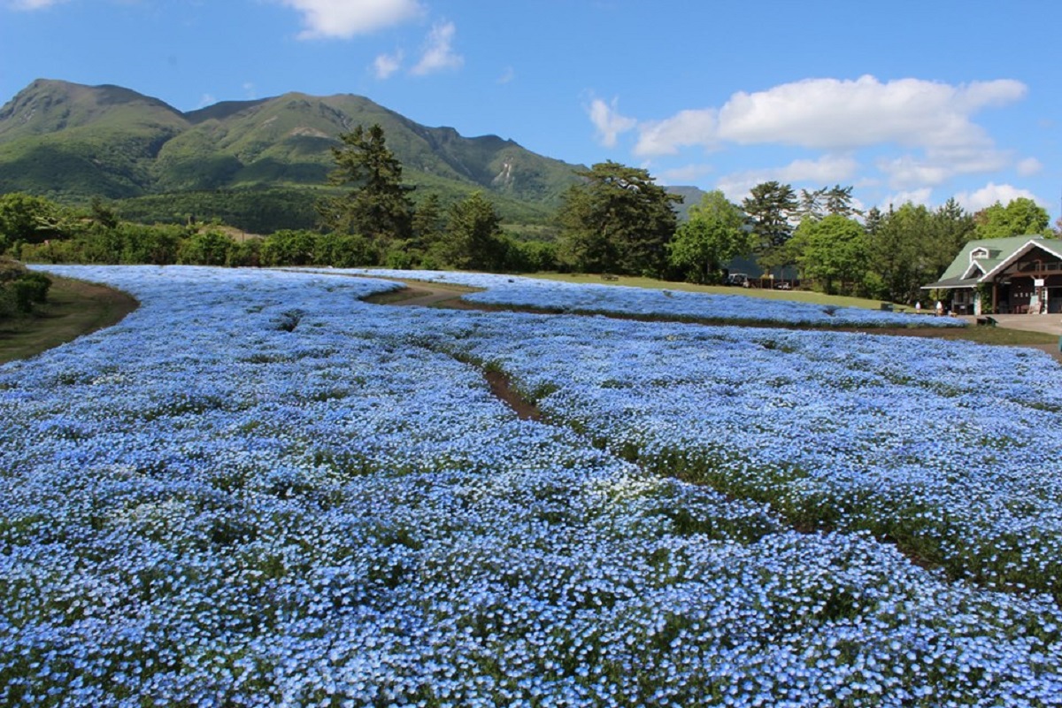 ネモフィラ（4月下旬～5月下旬）