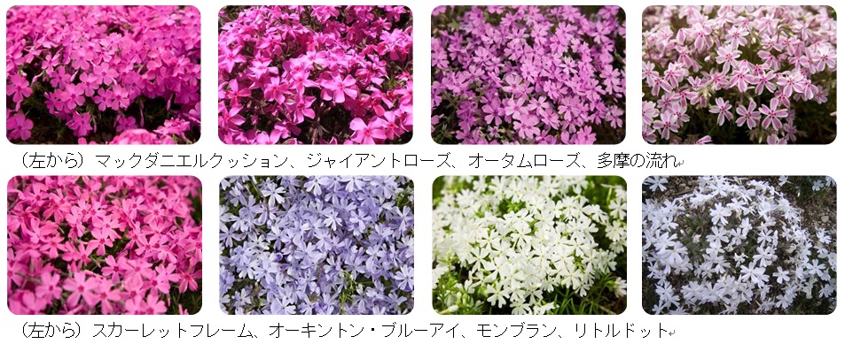 ピンクや赤、紫、白といった色とりどり全8品種の芝桜