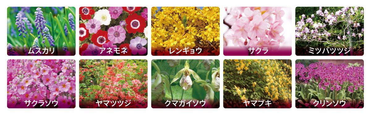 芝桜以外の花も園内をより一層カラフルに