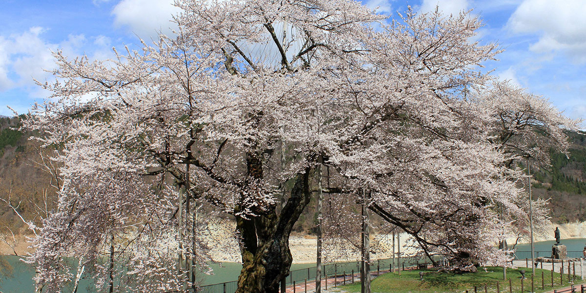 飛騨 高山周辺のお花見 桜の名所 22年最新 夜桜 ライトアップも