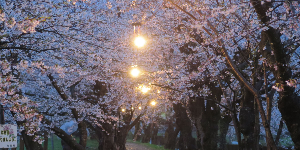 【2025年最新】秋田県のお花見スポット12選 桜の見頃の時期から鑑賞する穴場・ライトアップが見れる場所までご紹介
