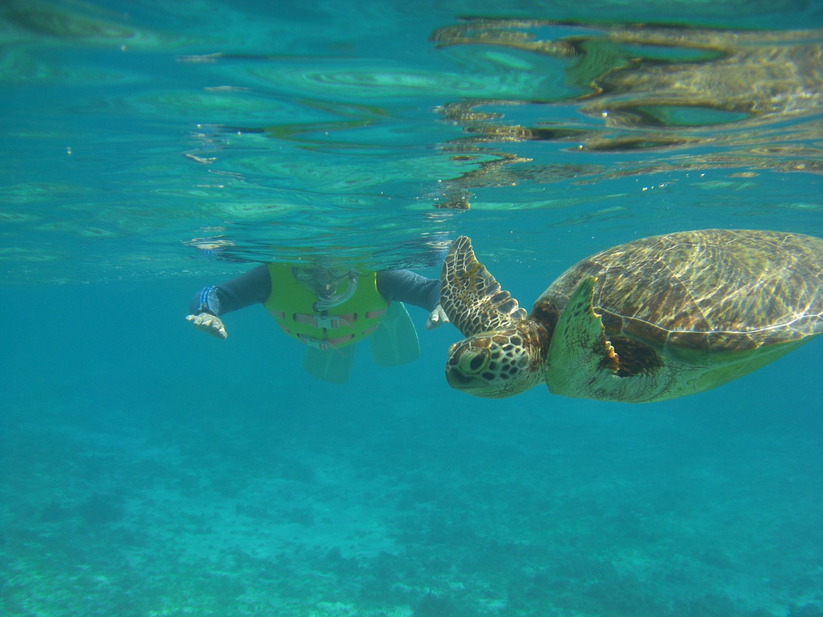 シュノーケリングでは98%の確率でウミガメに遭える!