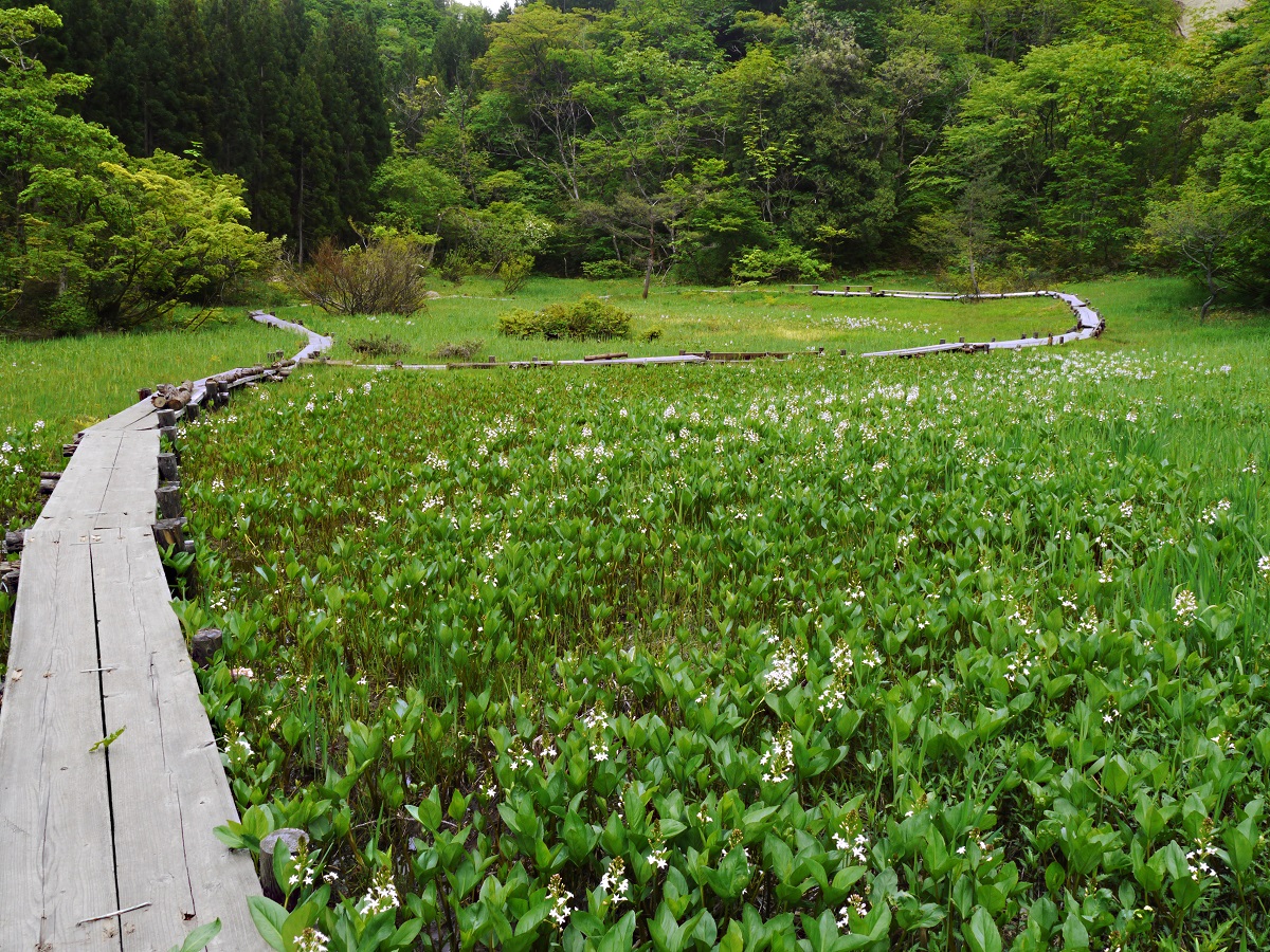 地域住民や自然保護協会が主体となって湿原の整備活動を行っているそう