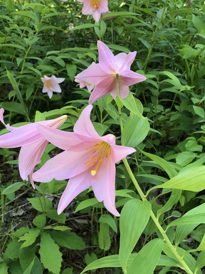 ヒメサユリは宮城・山形・福島の東北南部と新潟県の一部にしか見られない貴重な花