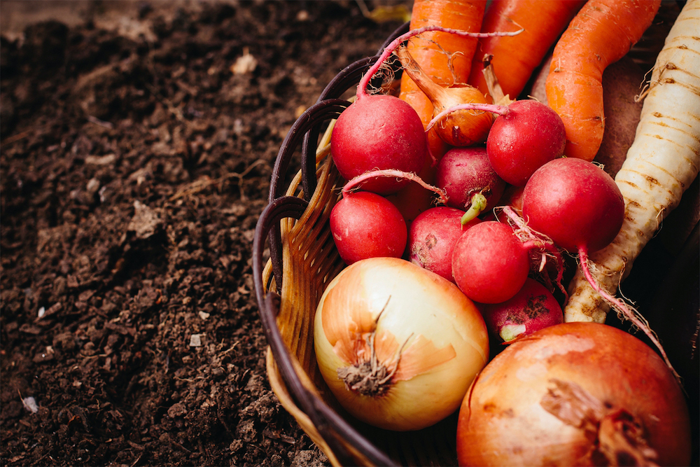 島野菜マルシェの新鮮野菜