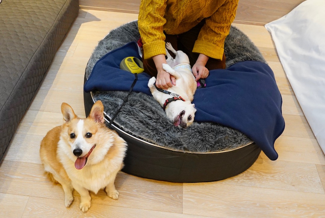 ふかふかのクッション。リラックスしすぎて、ゴロン
