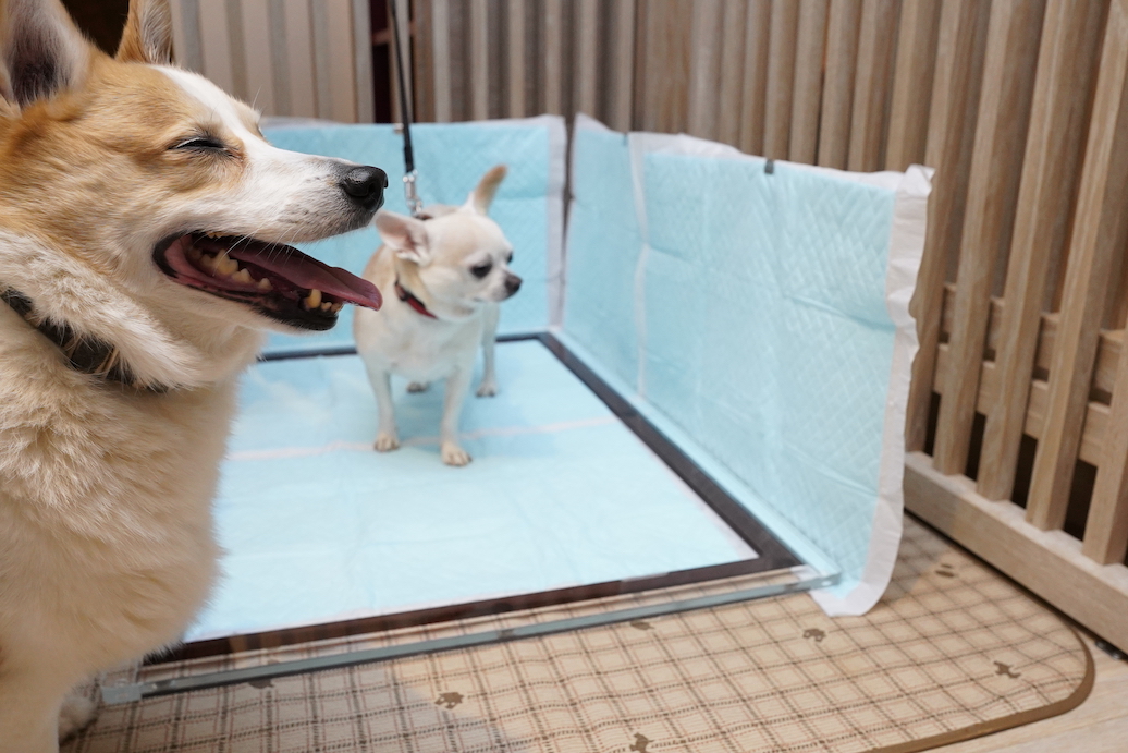 「ここなら失敗しないワン」