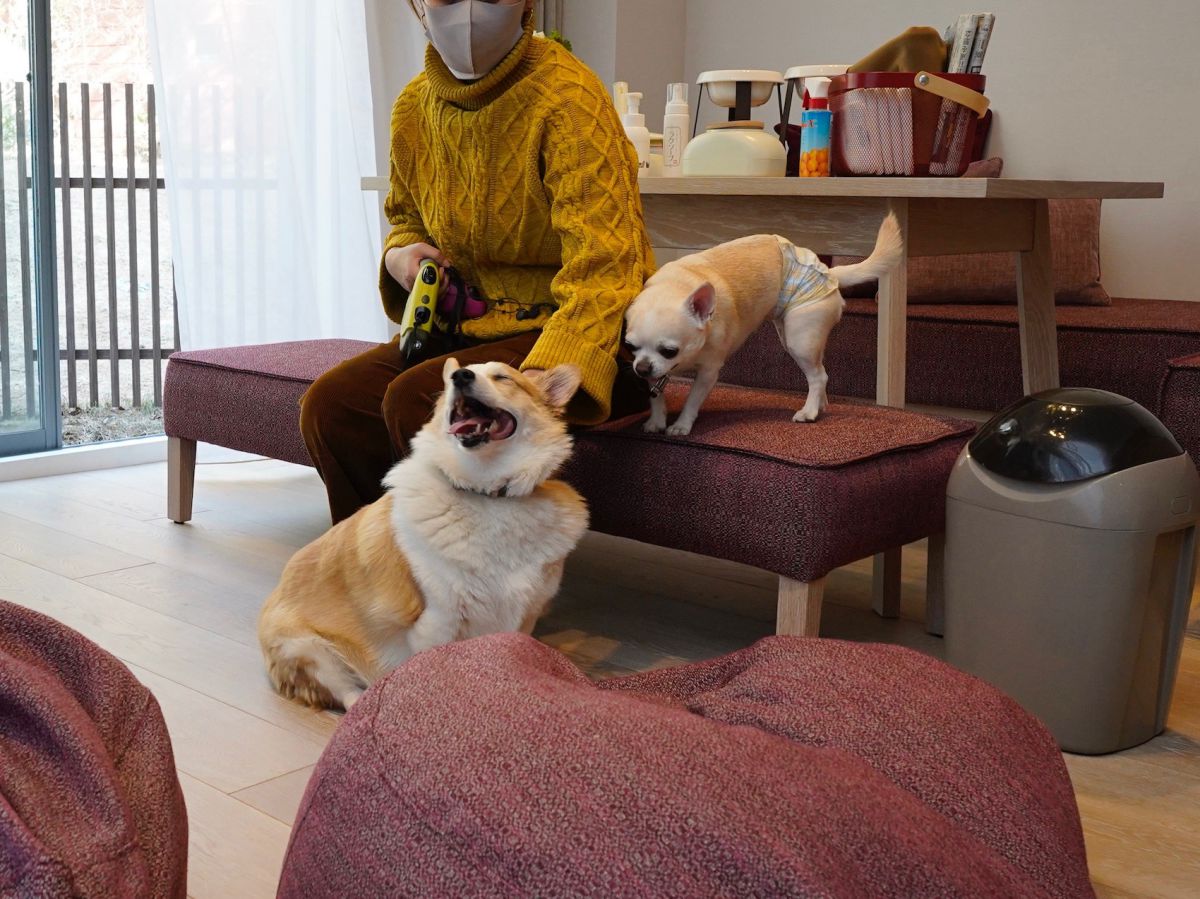 ずっとご機嫌のモジー君と、どこまでも気ままなマシュー君