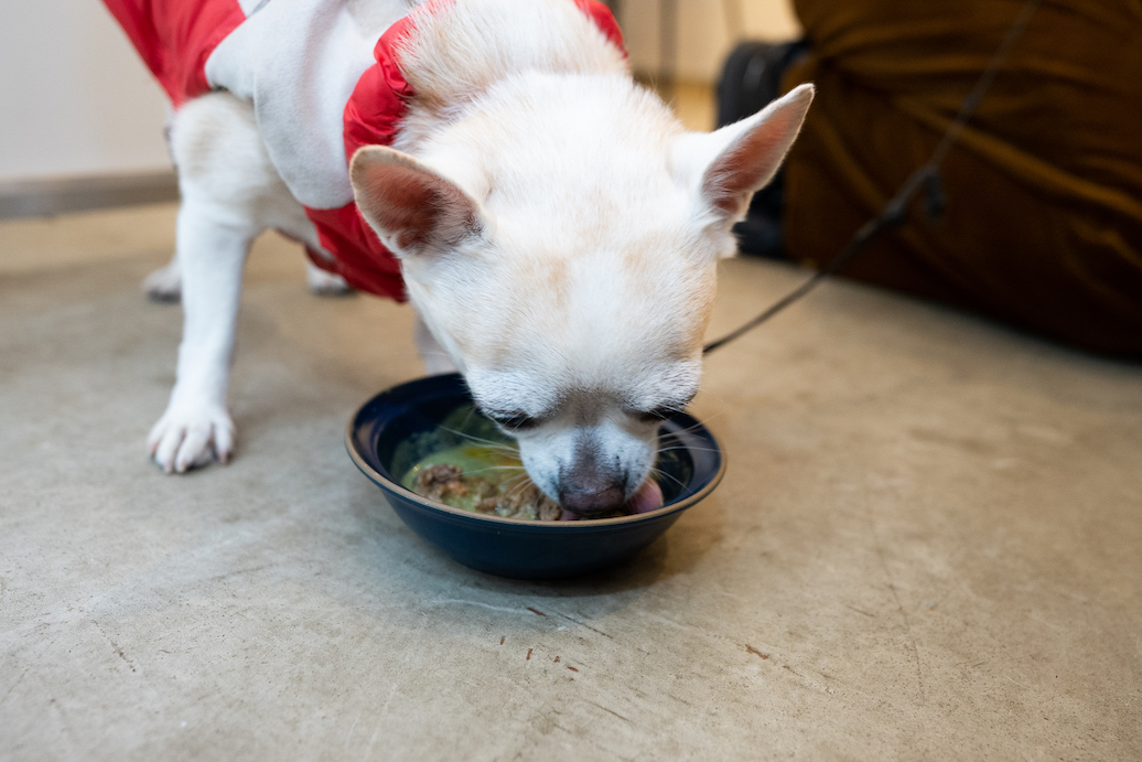 一瞬でペロッと完食したマシュー君。貴重なジビエ、ちゃんと味わってる〜？