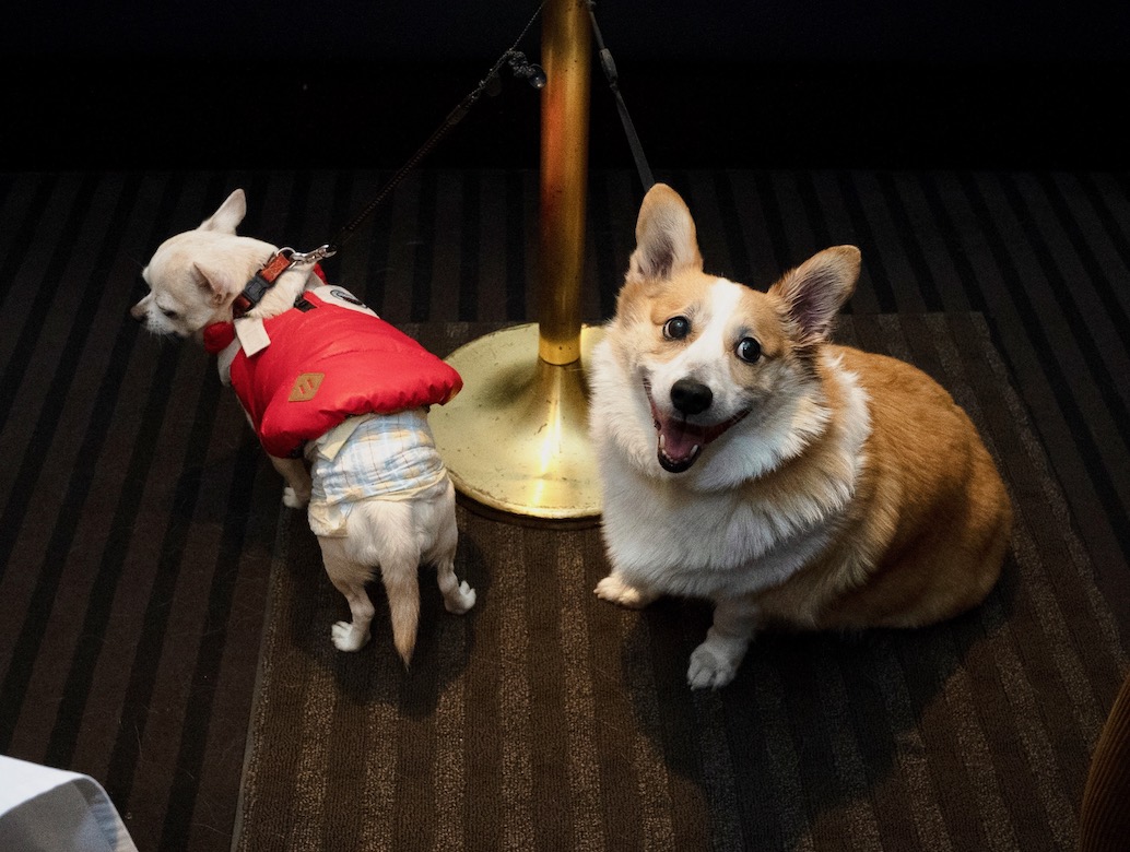 テーブルの近くにリードをつなぐもよし、ゲージの中で待っててもらうもよし。プライベートルームは特別料金なしで利用できます