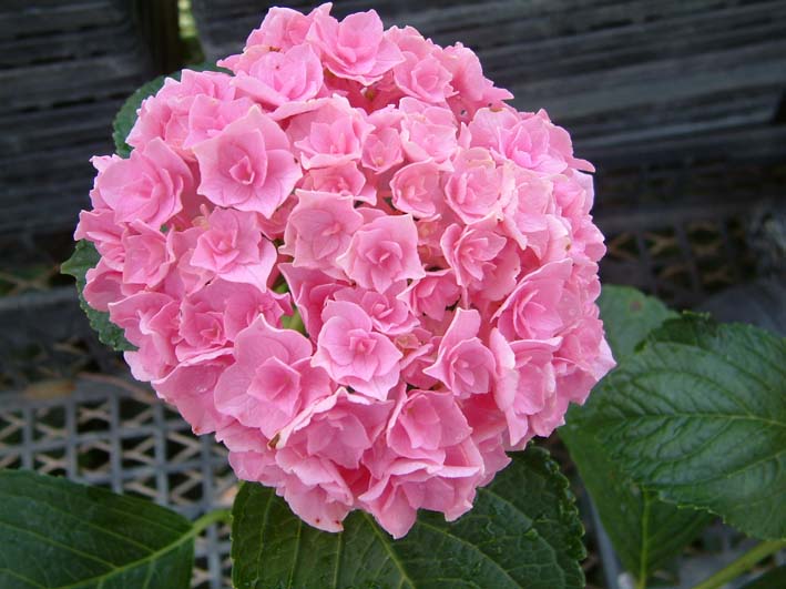 「ハウステンボス」展示スポット：『花の広場』王冠オブジェ内　(アムステルダム広場)