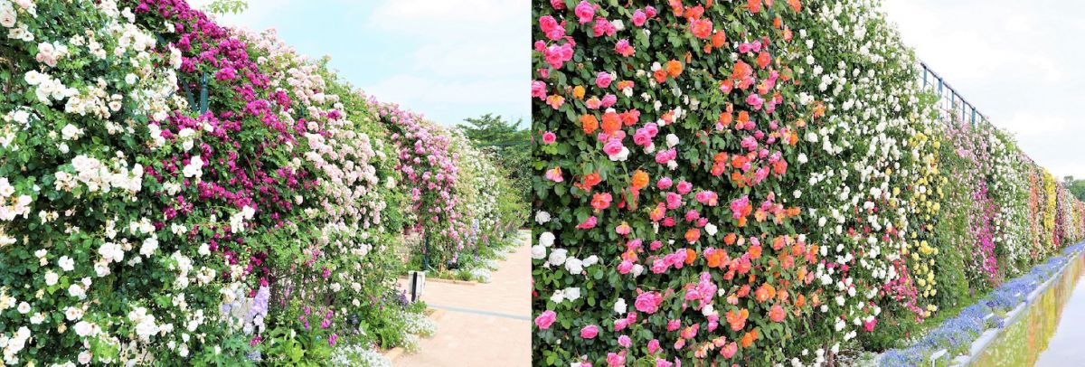 バラのスクリーン