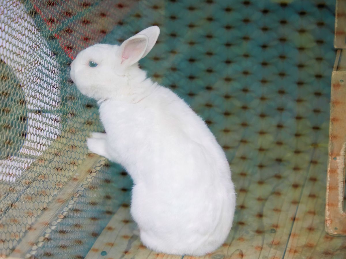 白ウサギのモモちゃん！見ているだけでも癒される～