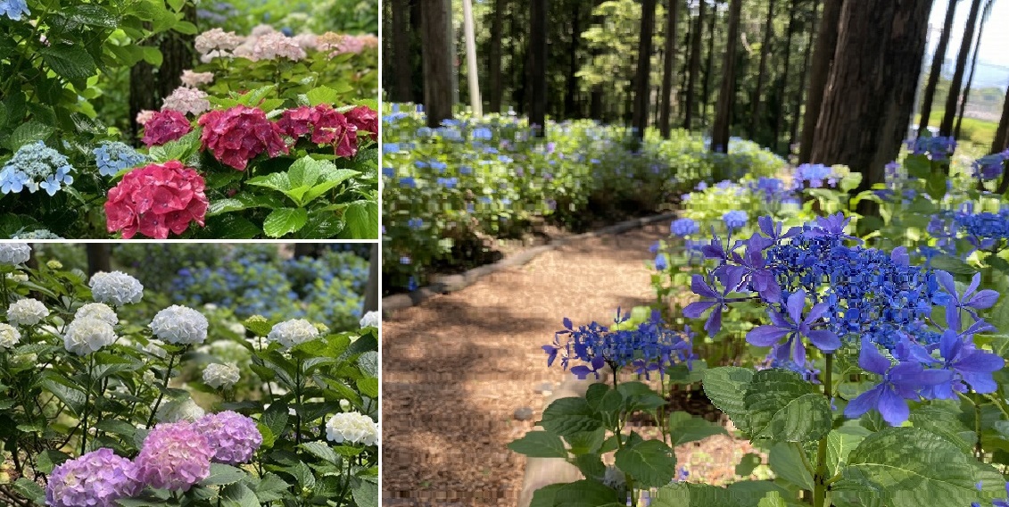 絶景スポット「三島スカイウォーク」でしか鑑賞できないあじさいの名所へ休日旅