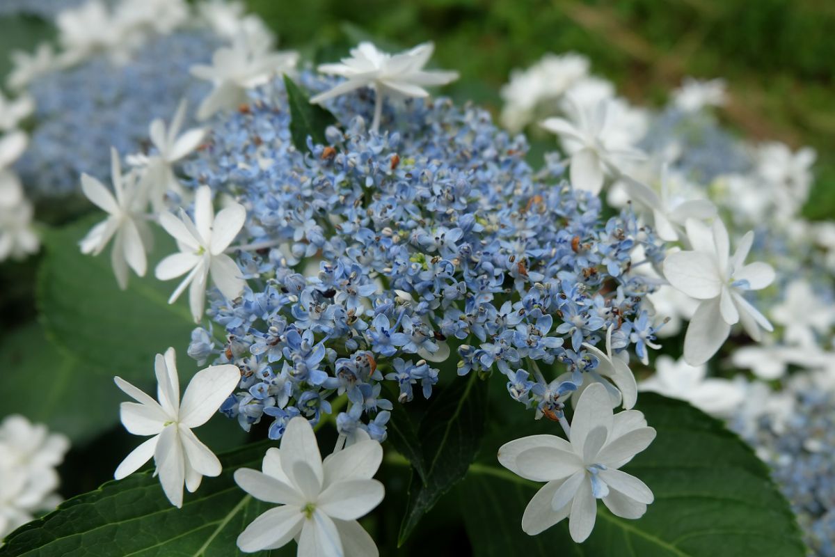 品種名「スカイウォーク」