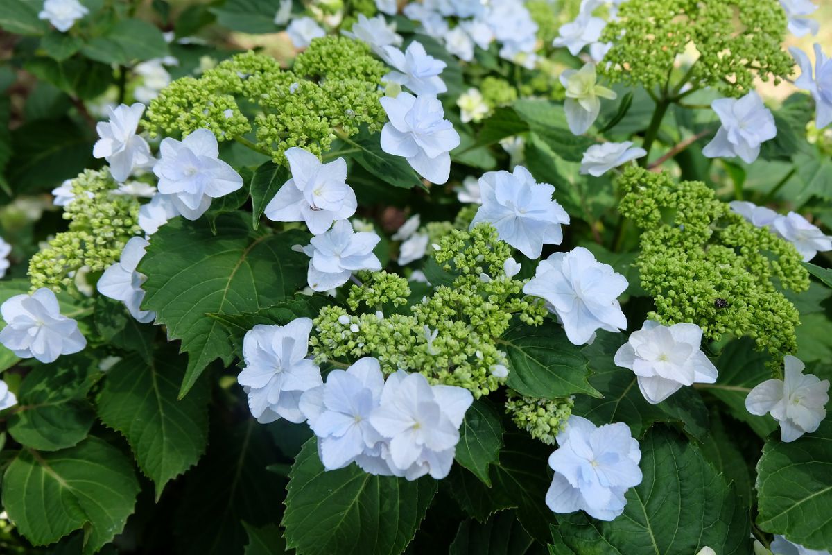 品種名「覇王」