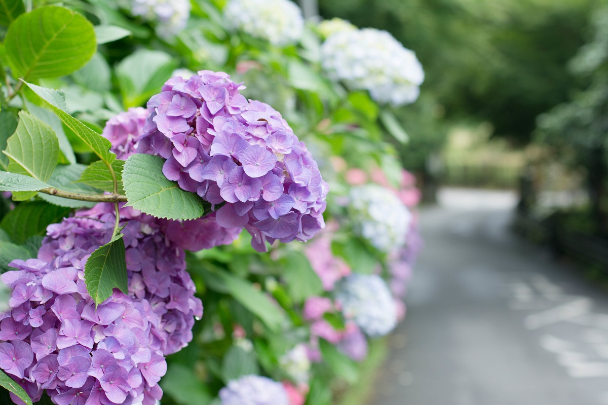 画像提供：PIXTA