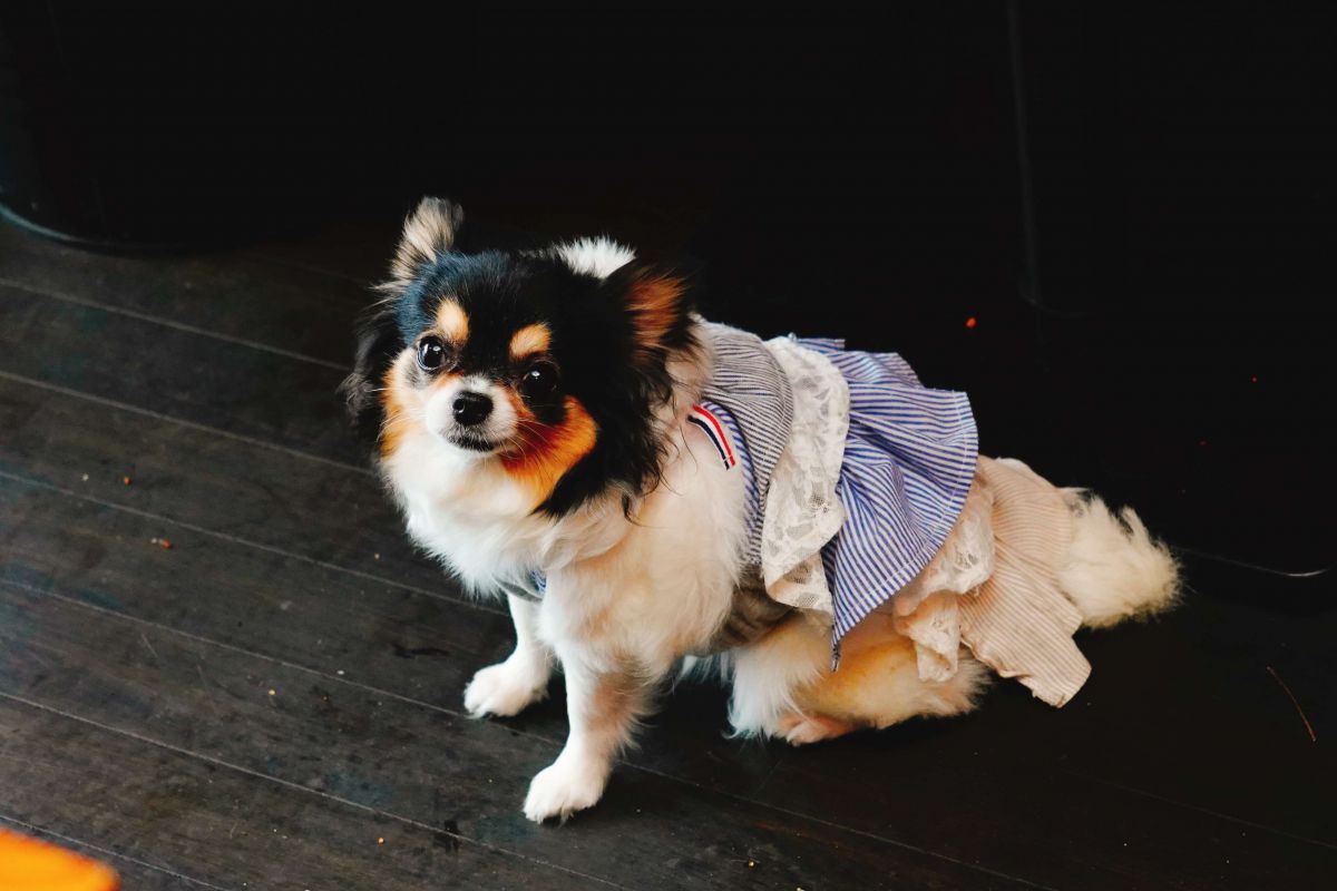 ルビーちゃん「待ってるワン！」