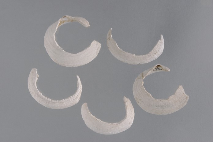 田小屋野貝塚　ベンケイ貝製貝輪未成品