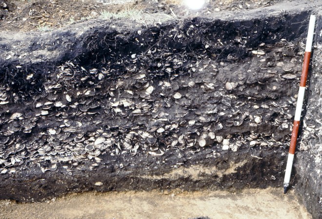 長七谷地貝塚　貝層