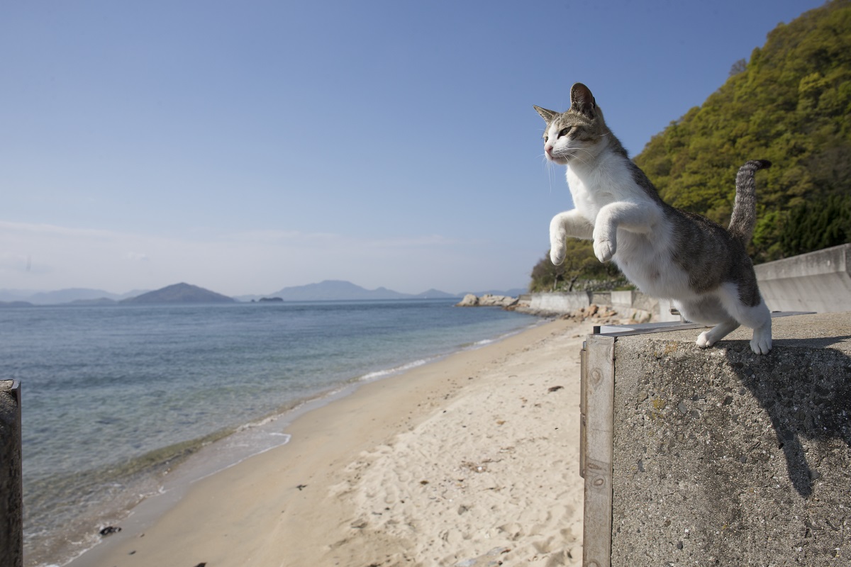 沖昌之 写真家 ネコ